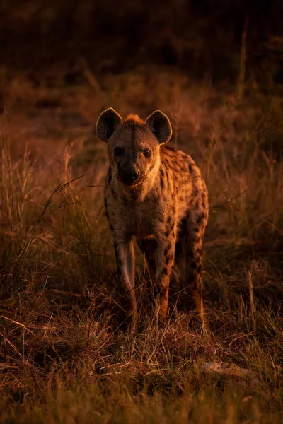 Gefleckte Hyäne Steht Gras Und Beobachtet Kamera — Stockfoto