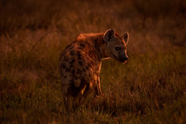 Spotted Hyena Stands Grass Looking Back — Stock Photo, Image