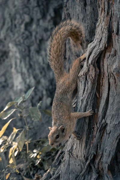 Smith Arbusto Esquilo Rasteja Para Baixo Árvore Olhando — Fotografia de Stock