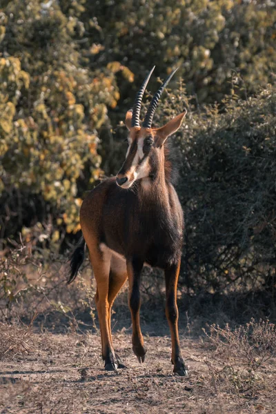Sable Antelope Stands Watching Camera Bushes — Stock Photo, Image
