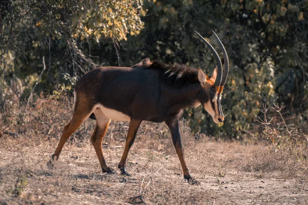 Sable Antilope Cammina Attraverso Testa Che Abbassa — Foto Stock