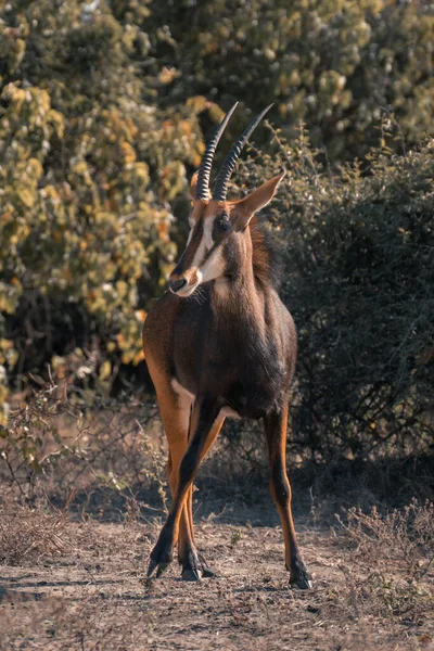 Sable Antelope Stands Watching Camera Lifting Foot — Stock Photo, Image