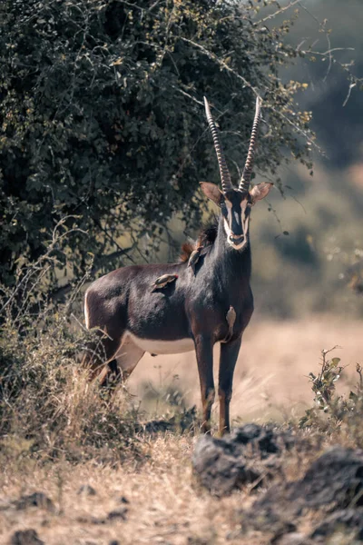 Sable Antilopa Stojí Blízko Keře Oxpeckers — Stock fotografie