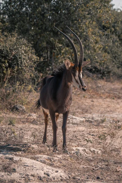 Antilope Sable Tient Sur Des Rochers Regardant Caméra — Photo