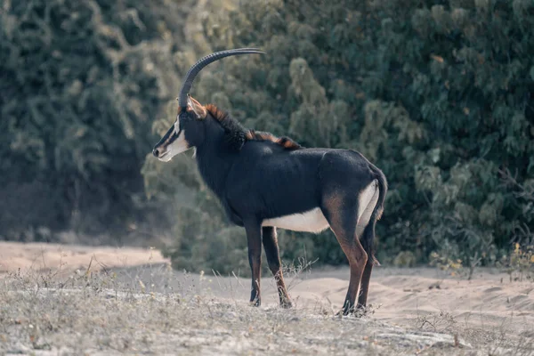 Sable Antilope Sta Sulla Sabbia Profilo — Foto Stock