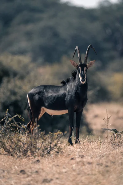 Sable Antilop Står Clearing Titta Kamera — Stockfoto