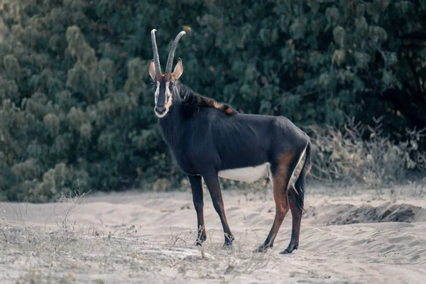 Sable Antilope Sta Sulla Sabbia Guardando Fotocamera — Foto Stock
