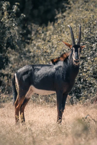 Sable Antelope Stands Clearing Eyeing Camera — Stock Photo, Image
