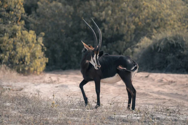 Sable Antelope Stands Track Turning — Stock Photo, Image