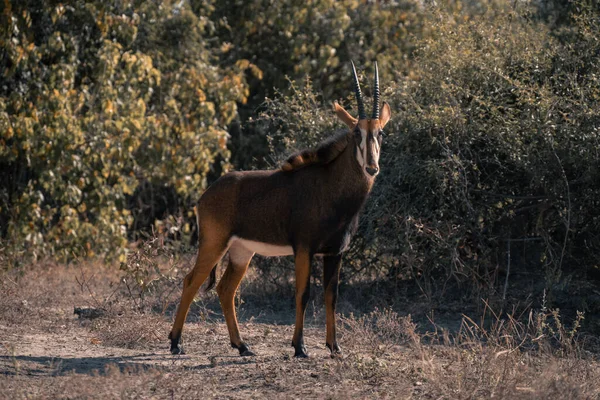 Sable Antilope Tient Caméra Surveillance Dans Compensation — Photo