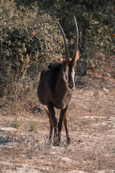 Sable Antilope Staat Bij Struiken Tegenover Camera — Stockfoto