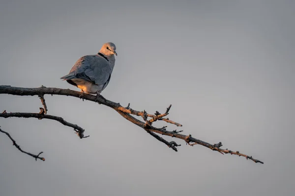 暖かい光の中で枝の上に輪首鳩 — ストック写真