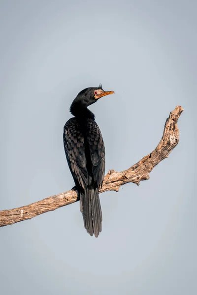 Reed Cormorant Dead Branch Catchlight — Stock Photo, Image