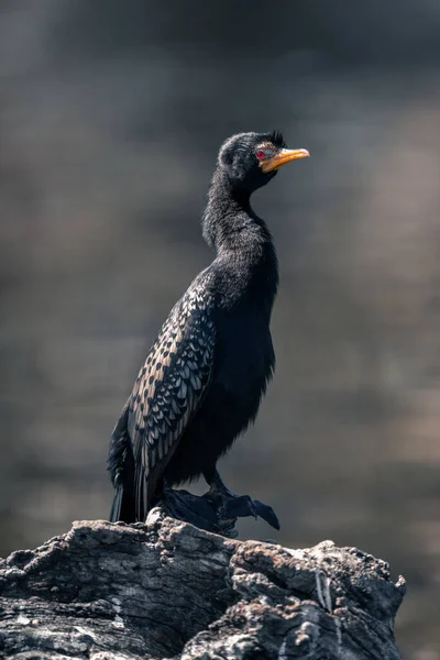 Reed Cormorant Dead Branch Eyeing Camera — Stock Photo, Image