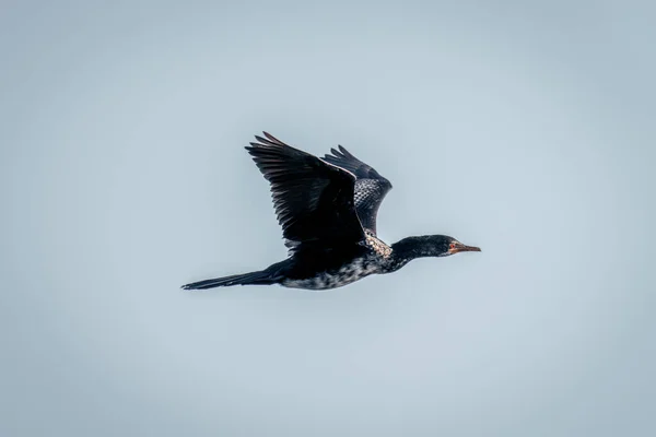Reed Karabatağı Açık Mavi Gökyüzünde Uçar — Stok fotoğraf