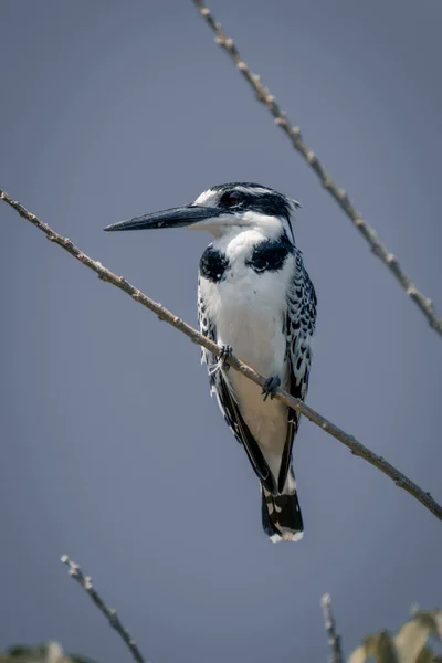 Pied Kingfisher Catchlight Thin Twig — Stock Photo, Image