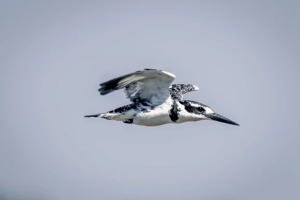 Pied Kingfisher Latarnią Błękitnym Niebie — Zdjęcie stockowe