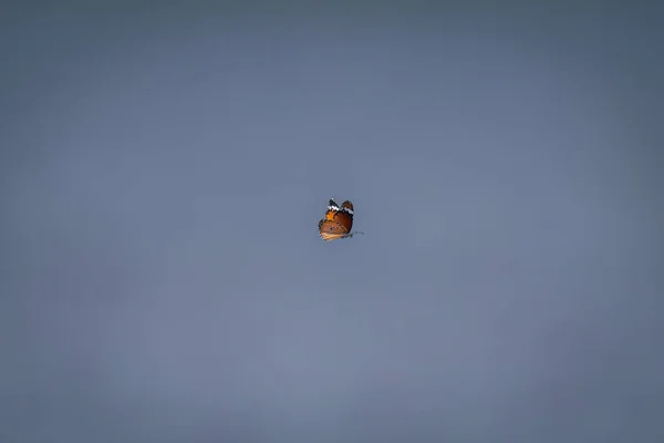 Kupu Kupu Harimau Biasa Terbang Langit Biru — Stok Foto