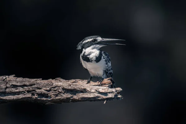 Pied Kingfisher Повертає Голову Мертвому Гілці — стокове фото