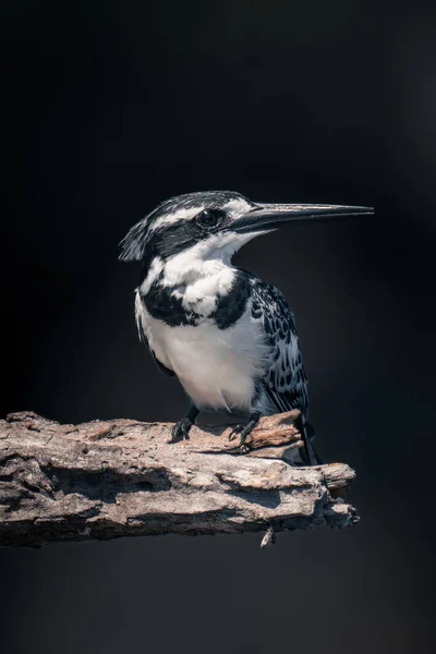 Pied Kingfisher Vira Cabeça Ramo Morto — Fotografia de Stock