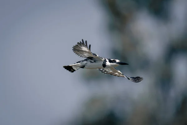 Pied Kingfisher Latarką Przelatuje Obok Drzew — Zdjęcie stockowe