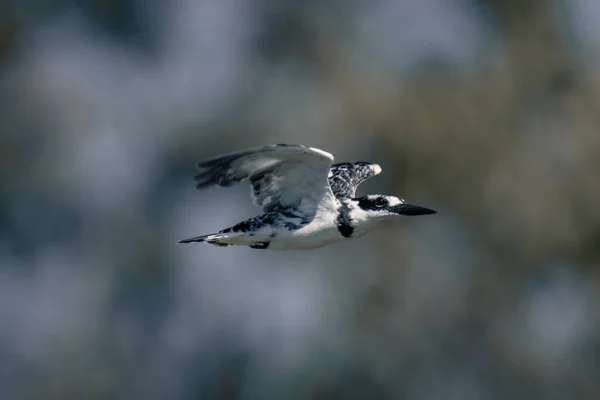 Pied Kingfisher Kanssa Catchlight Lentää Ohi Lehdet — kuvapankkivalokuva