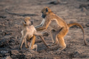 İki Chacma maymunu su birikintisinde birlikte oynuyorlar.