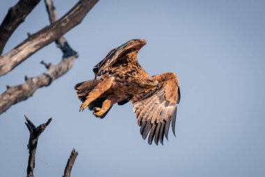 Tawny kartal ölü daldan havalanıyor