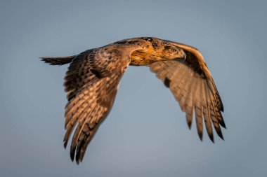 Tawny kartal kusursuz mavi gökyüzünde
