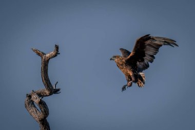 Tawny kartal mavi gökyüzünün altında dala yaklaşıyor