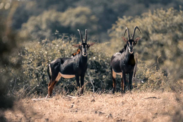 Two Sable Antelopes Stand Grassy Clearing — Stock Photo, Image