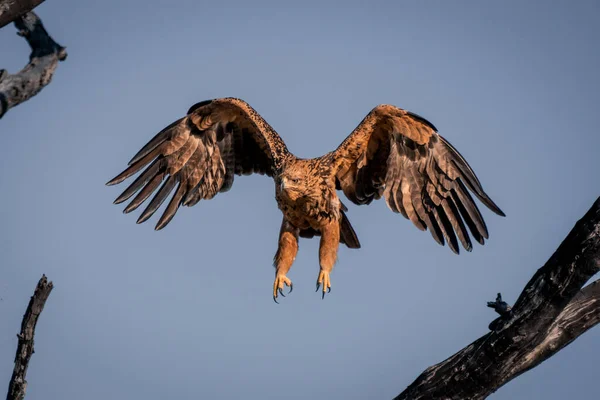 Tawny Águila Vuela Más Allá Las Ramas Sol —  Fotos de Stock