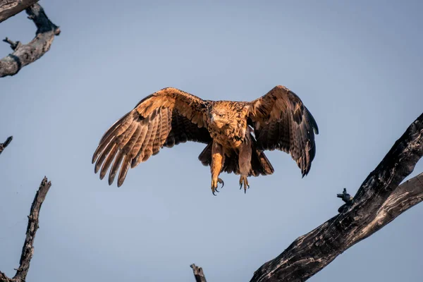 Tawny Eagle Flies Branches Sunshine — ストック写真