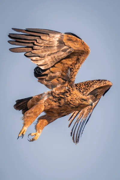 Tawny Adler Fliegt Gegen Perfekten Blauen Himmel — Stockfoto