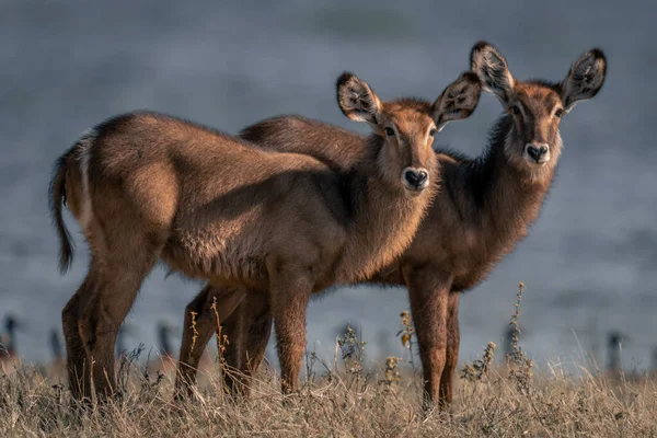 Two Young Female Common Waterbucks Stand Side Side — Stock Photo, Image