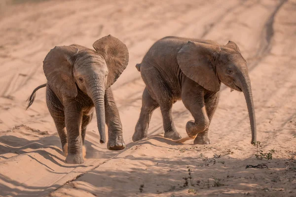 Два Африканских Слоненка Бегут Трассе — стоковое фото