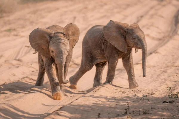 两只非洲灌木象宝宝横越跑道 — 图库照片