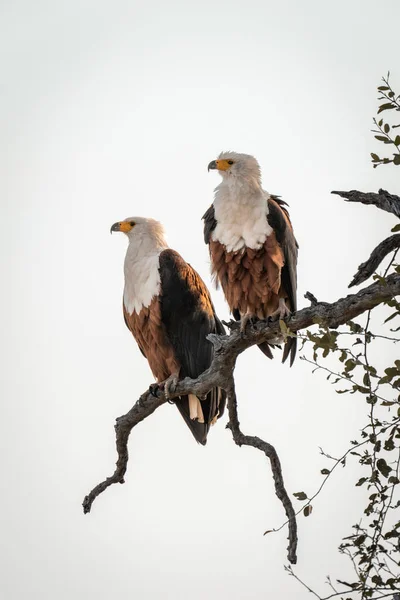 Deux Aigles Africains Sur Une Branche Morte — Photo