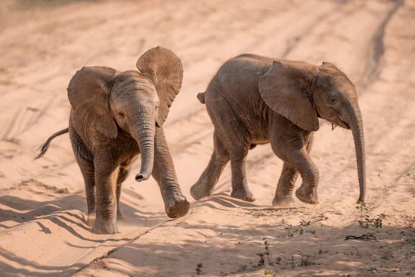 Два Африканских Слона Пересекают Песчаную Дорожку — стоковое фото