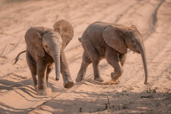 Два Африканских Слоненка Пересекают Песчаную Дорожку — стоковое фото