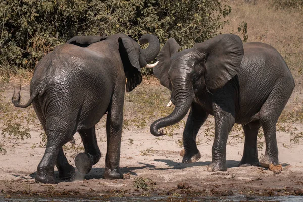Two African elephants play fight on riverbank