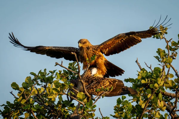 털북숭이 독수리는 나뭇가지에서 일광욕을 즐기며 짓는다 — 스톡 사진