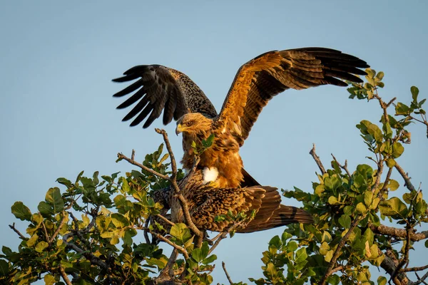 Tawny Eagles Mate Tree Sunshine — Stock Photo, Image