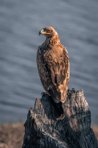 Águila Tawny Con Reflector Tronco Árbol —  Fotos de Stock