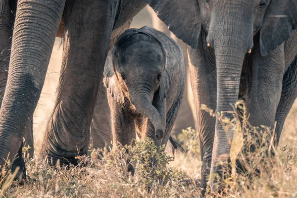 Three African bush elephants walk toward camera