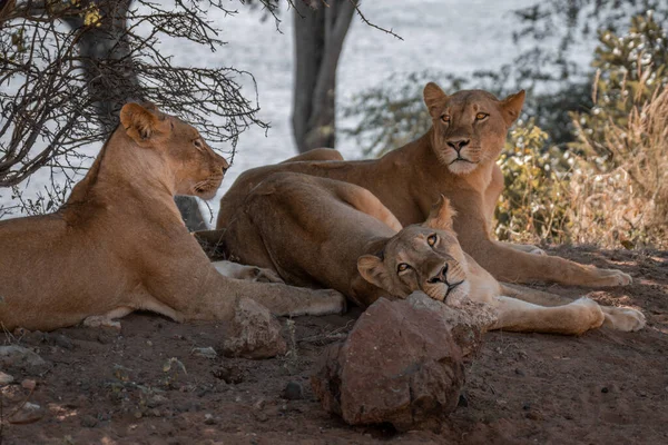 Drei Löwinnen Liegen Schatten Unter Einem Busch — Stockfoto