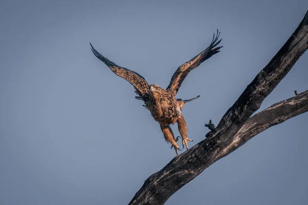 Seeadler Hebt Von Totem Baum — Stockfoto