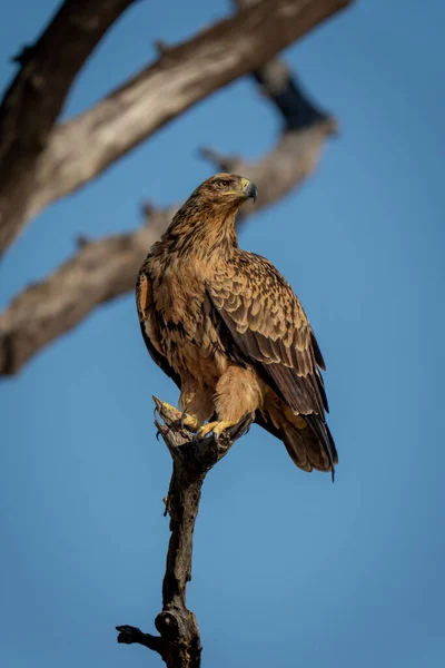 Tawny Eagle Dreht Kopf Auf Totem Ast — Stockfoto
