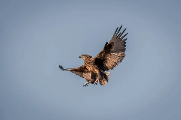 Λεπτός Αετός Ανοίγει Φτερά Κάτω Από Τον Γαλάζιο Ουρανό — Φωτογραφία Αρχείου
