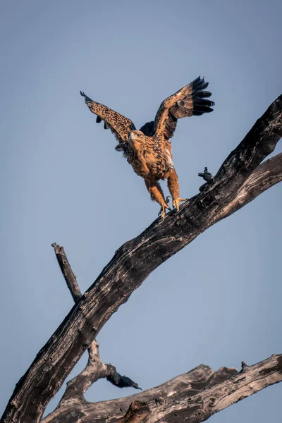 Tawny Eagle Stijgt Van Dode Tak — Stockfoto